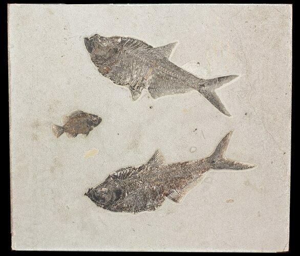 Fossil Fish Wall Mounted Plate - Wyoming #51344